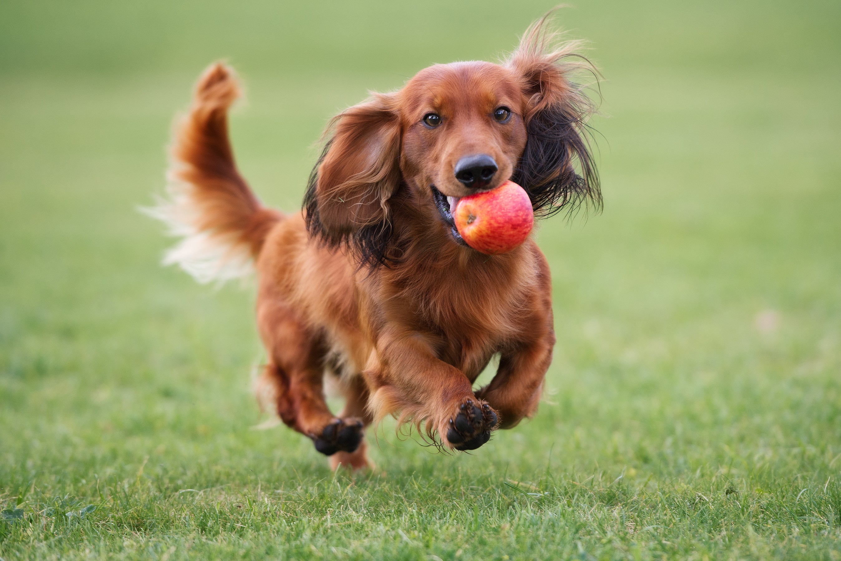 Can you give apples to clearance dogs