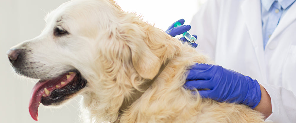 Does My Dog Need a Flu Shot?