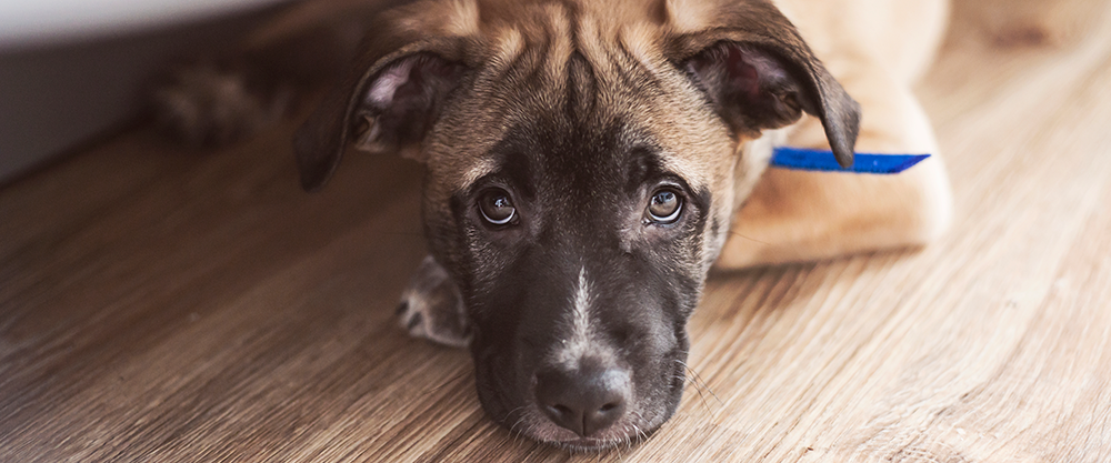 Noise Anxiety and Your Dog: Handling Fireworks and Thunderstorms
