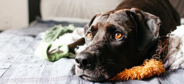 Canine anti online anxiety medication