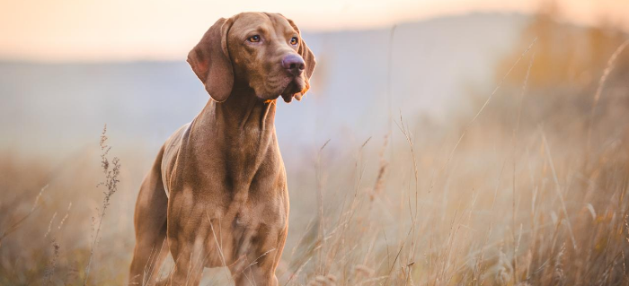 Should You Use Hunting Dog Supplements