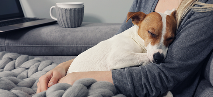Your Dog’s Microbiome: Why Gut Health is Important