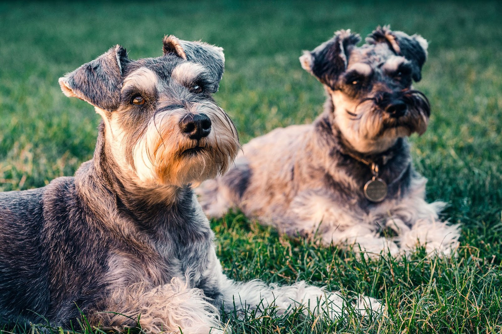Why Do Dogs Eat Grass?