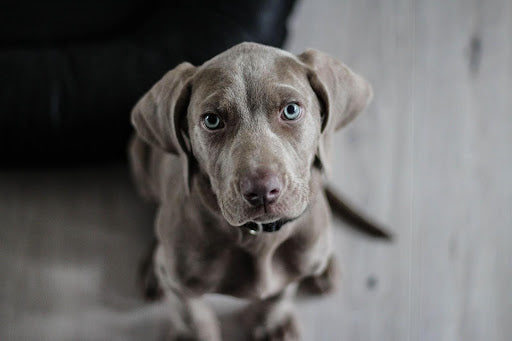 A Guide on Symptoms & Allergy Treatment For Dogs