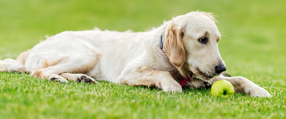 10 Summer Fruits And Vegetables That Are Safe For Your Dog