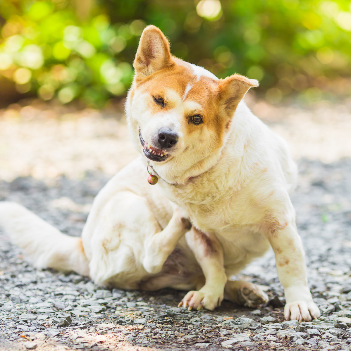 Dog allergic clearance to grass treatment