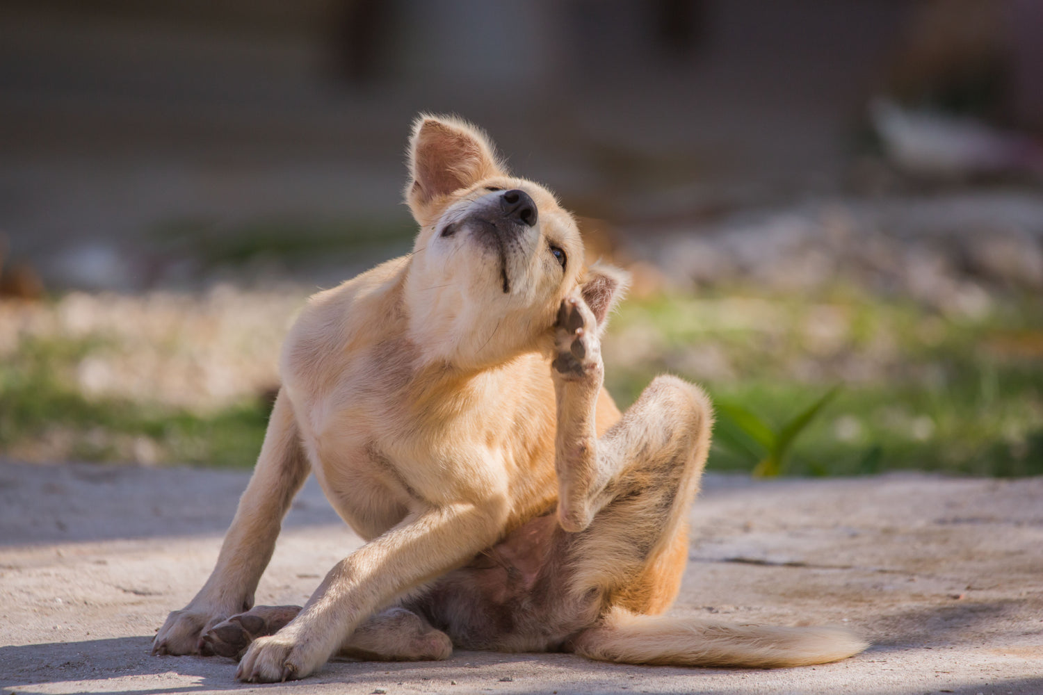 Dog Itching: How To Make It Stop