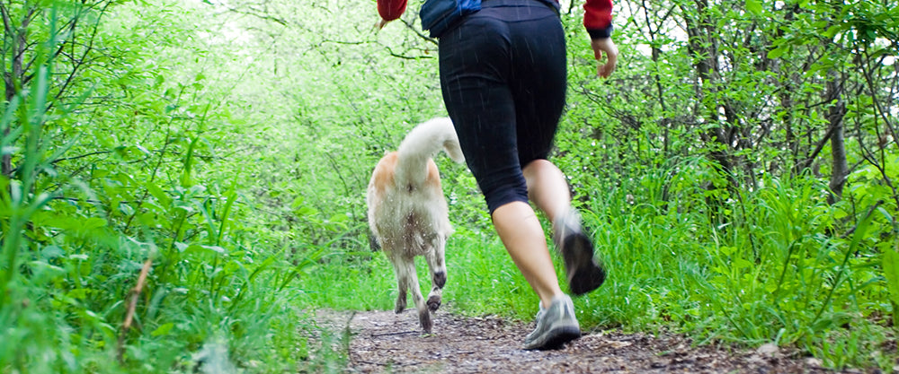 A Guide to Running with your Dog