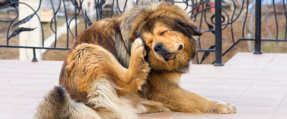 Common Skin Allergies in Dogs