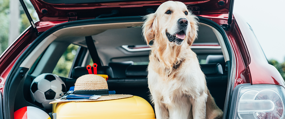 Tips for Traveling with Your Dog