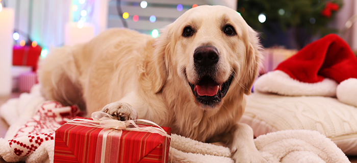 Holiday Gift Guide for your Dog