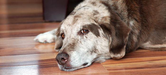 Inflammation vs. Arthritis: Which Problem Does My Dog Have and How Can I Fix It?