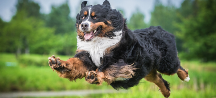 Tips for Choosing the Best Joint Supplement for Dogs
