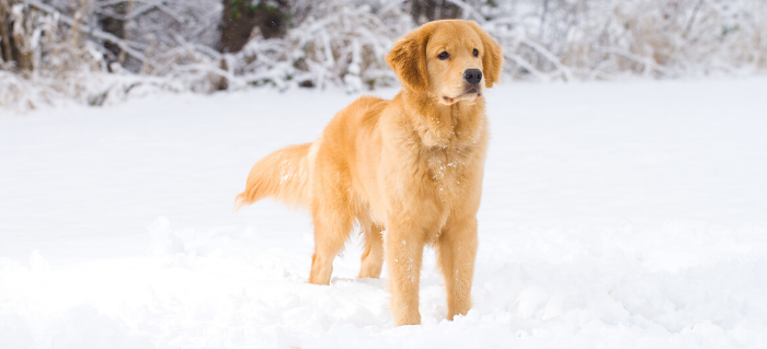 Golden Retrievers: What you need to know about man’s best friend