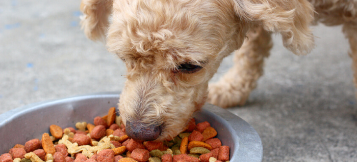 Tips for Restoring Gut Health in Dogs