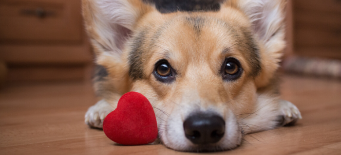 Show Your Dog Some Love This Valentine’s Day