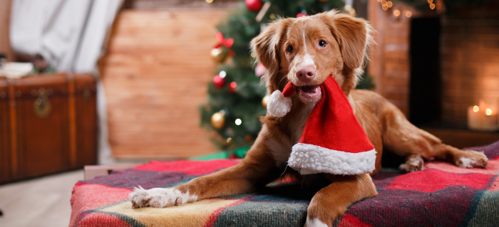 Keeping Your Dog Safe During the Holidays