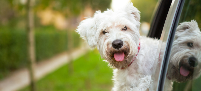Reasons to Use Animal Blood Proteins for Dog Allergy Relief