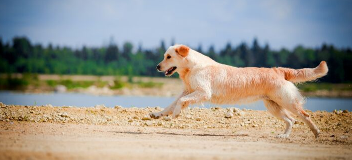 How to Extend Joint Care for Dogs