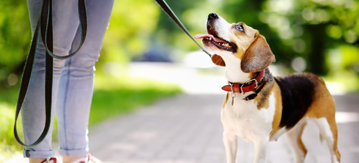 Speak: Does your dog really know what you’re saying?