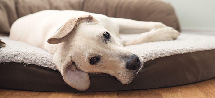 7 Signs Your Dog has Hip Dysplasia