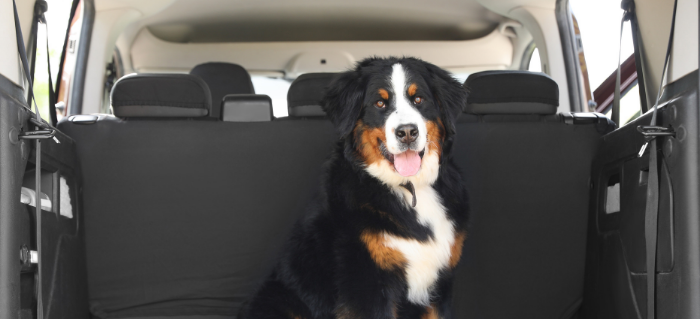 Happy Tails: 5 Tips for Taking Your Dog on a Road Trip
