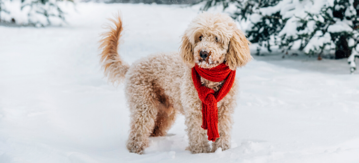 5 Holiday Gift Ideas for Your Dog