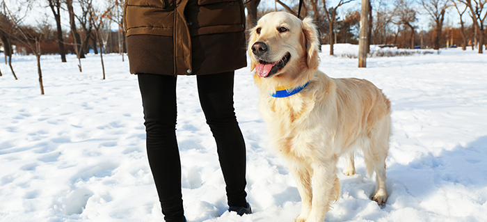 Winter Tips for your Dog