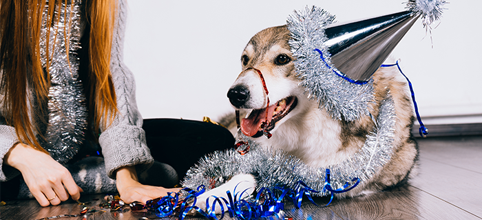 10 New Year's Resolutions for You and Your Dog