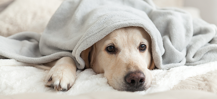 What to do when your Dog has an Upset Stomach