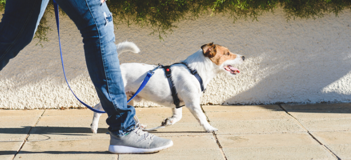Handling the Heat: Tips for Walking Your Dog this Summer