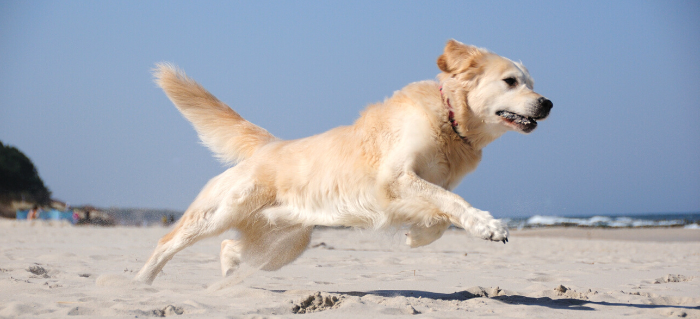 Reasons to Use Joint Supplements for Dogs