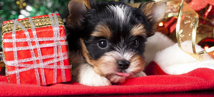 What to Consider When Gifting a Puppy