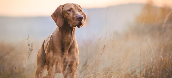 Should You Use Hunting Dog Supplements?