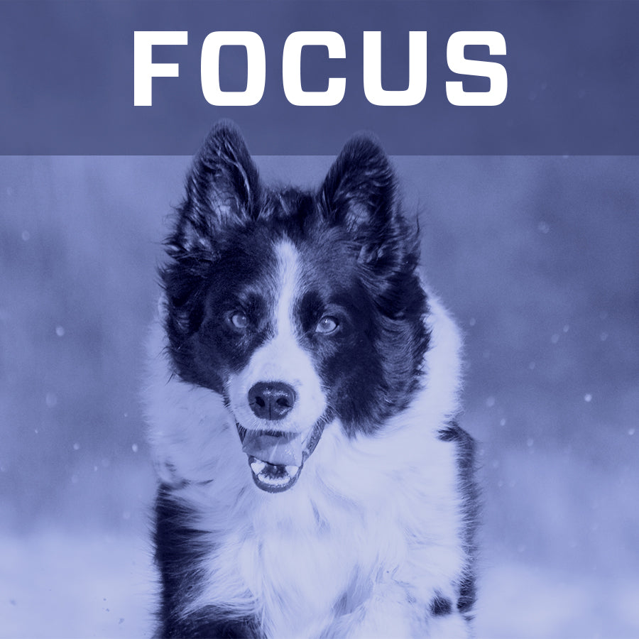 Focus Reviews