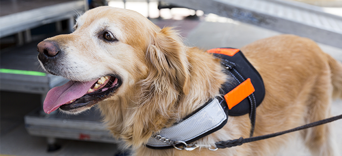 7 Rules for Interacting with Service Dogs