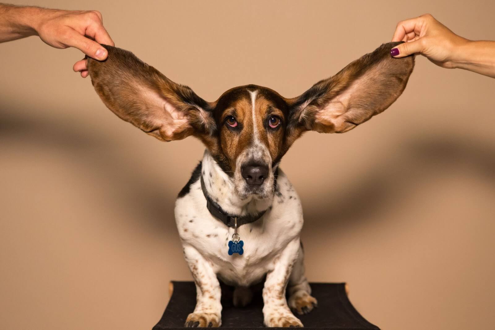 Dog Ears: Common Issues And How To Care For Them