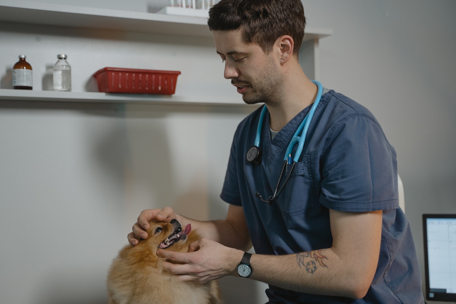 The Best Guide To Dog Surgery & Illness