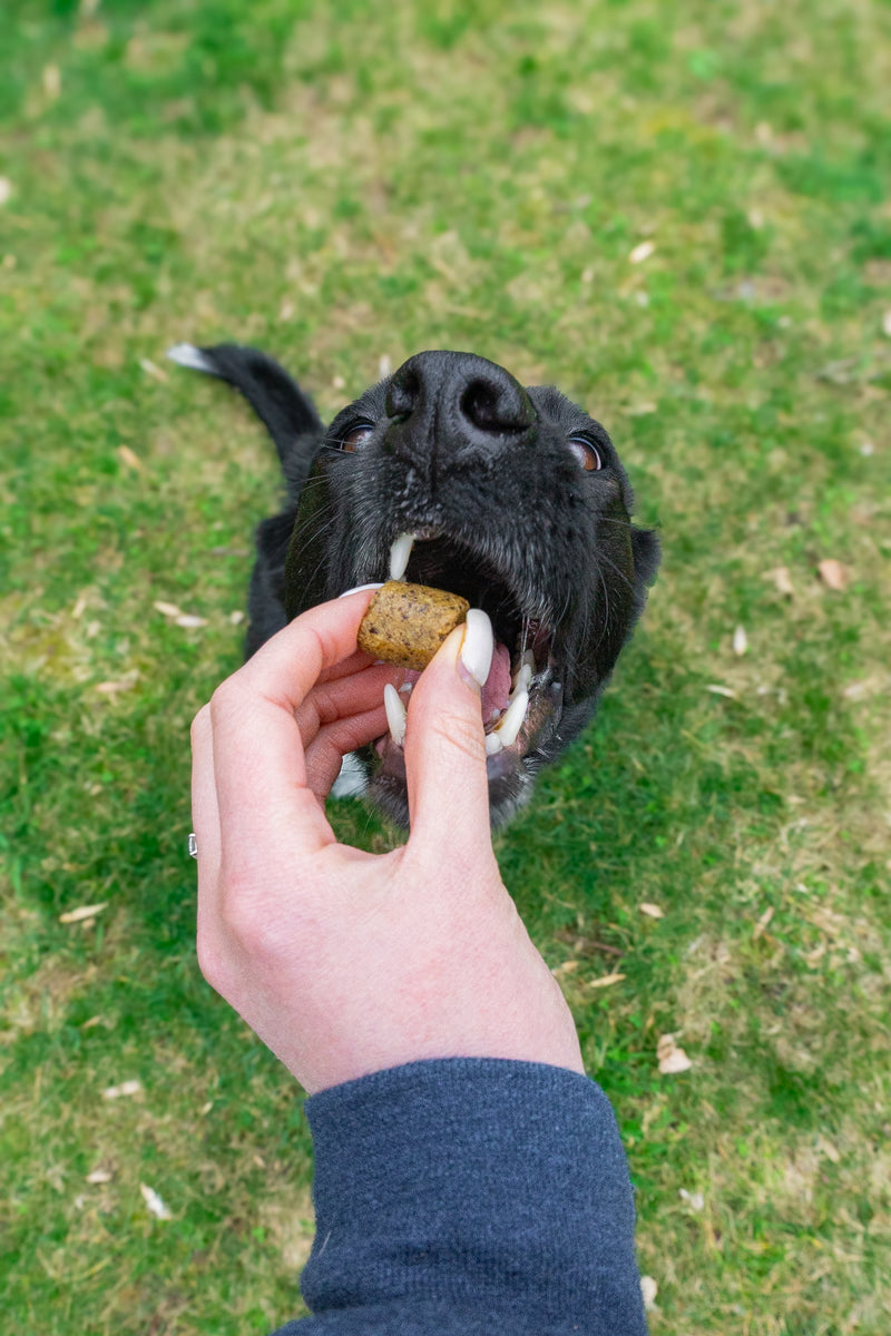 Pet photo