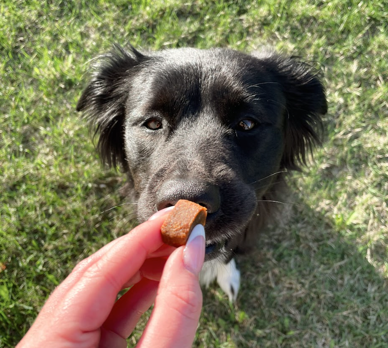 Used and Recommended by Veterinarians