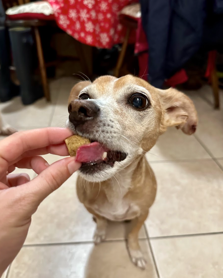 Chip looking up