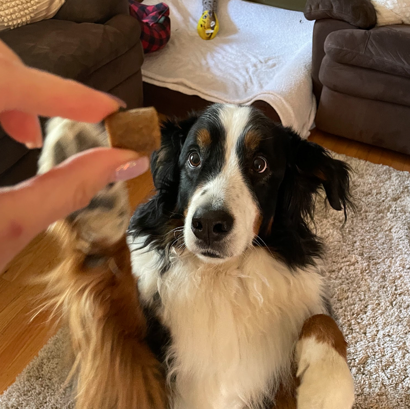 Pet photo
