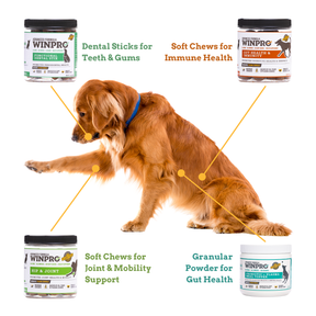 Senior Dog Max Bundle