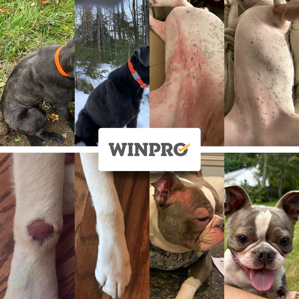 WINPRO Allergy