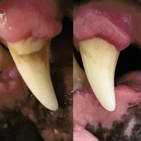 Functional Dental Stix