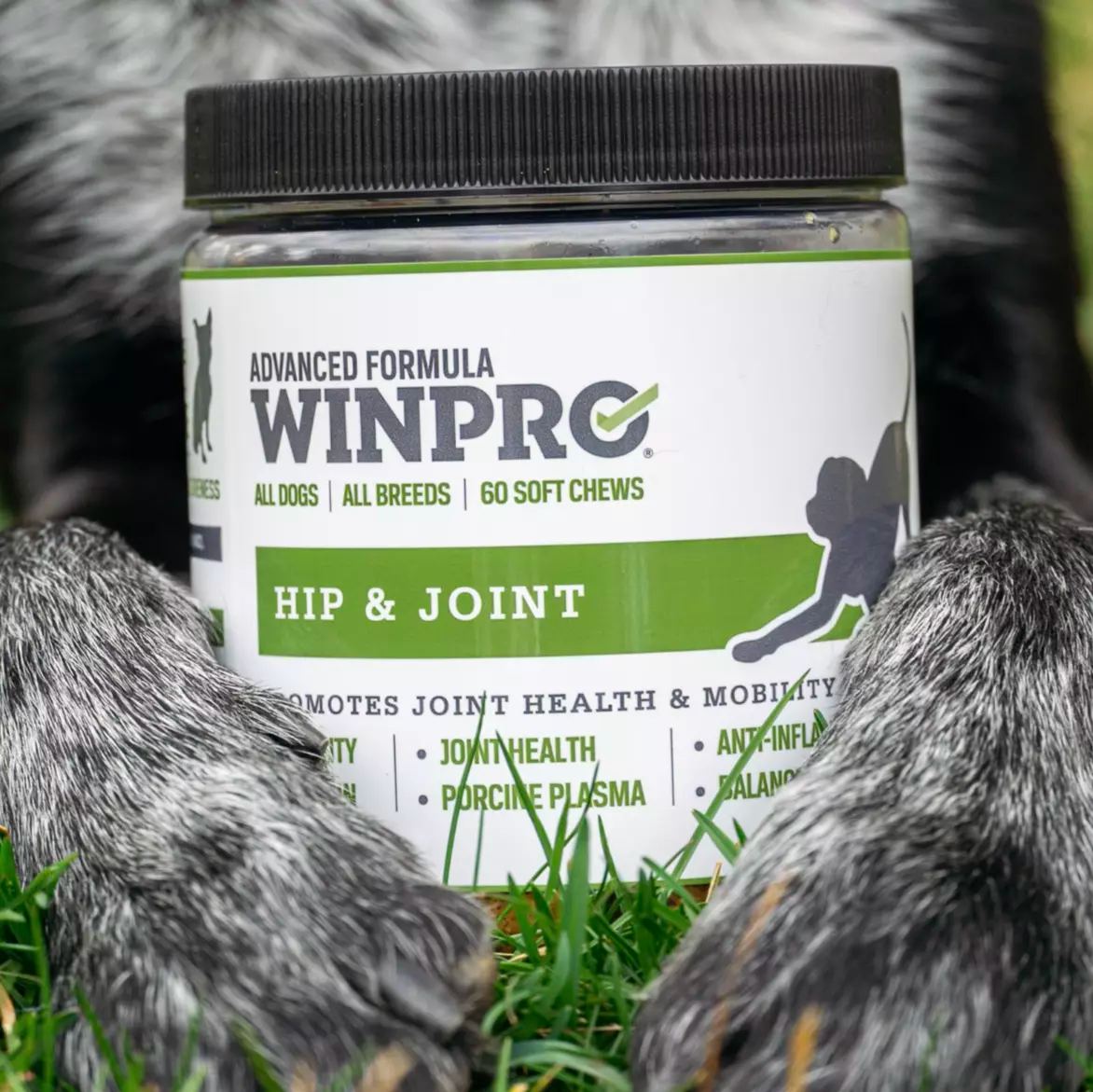 Dog with WINPRO Hip & Joint supplement