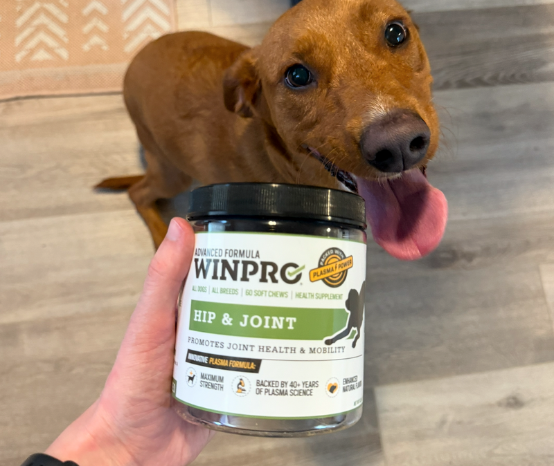 Dog waiting for a WINPRO Hip & Joint chew