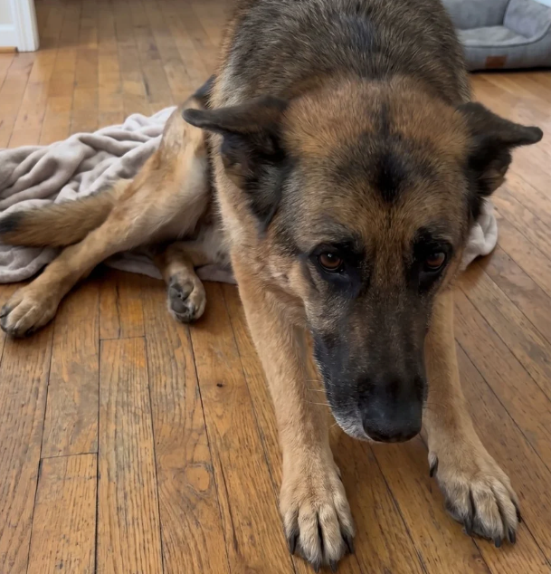 An older German Shepherd struggling to get up off the floor